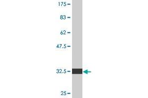 Western Blot detection against Immunogen (32. (Endothelin-1 Receptor antibody  (AA 18-80))