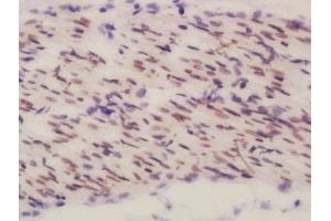 BEND3 antibody  (AA 501-600)