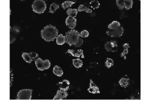 ABIN190817 staining of differentiated 3T3-L1 adipocytes. (PLIN1 antibody  (C-Term))
