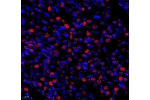 Immunofluorescence of paraffin embedded mouse embryonic mouse using SP7 (ABIN7075694) at dilution of 1:500 (400x lens) (SP7 antibody)