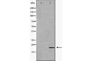 Western blot analysis of extracts of hela , using IL17A antibody. (Interleukin 17a antibody  (Internal Region))