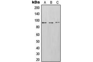 Western blot analysis of CD54 expression in Saos2 (A), HT1080 (B), Raji (C) whole cell lysates. (ICAM1 antibody  (C-Term))