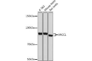 Western blot analysis of extracts of various cell lines, using XRCC1 Rabbit mAb (ABIN1682933, ABIN3018593, ABIN3018594 and ABIN7101631) at 1:1000 dilution. (XRCC1 antibody)