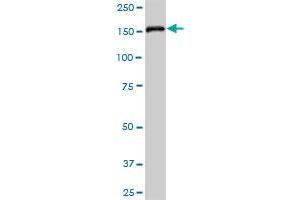 EPB41L2 MaxPab polyclonal antibody. (EPB41L2 antibody  (AA 1-633))