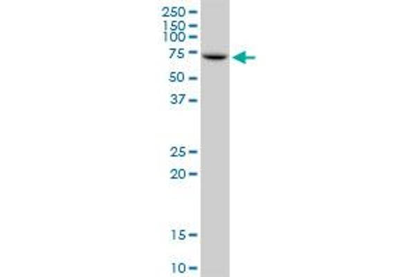 IGF2BP2 antibody  (AA 1-598)