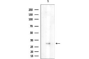 anti-Olfactory Receptor, Family 13, Subfamily G, Member 1 (OR13G1) (C-Term) antibody