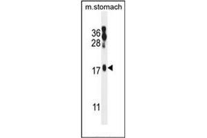 Western blot analysis of ORMDL2 Antibody (Center) in mouse stomach tissue lysates (35ug/lane).