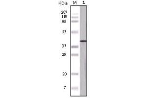 Western Blotting (WB) image for anti-Ovalbumin (OVA) antibody (ABIN1844621)
