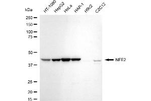 Western blotting analysis using NFE2 antibody (ABIN7799633).