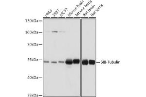 Western blot analysis of extracts of various cell lines, using βIII-Tubulin/β3-Tubulin antibody (ABIN7271048) at 1:1000 dilution. (TUBB3 antibody)