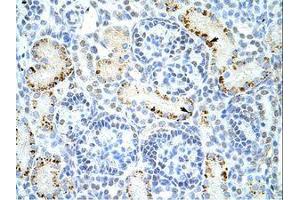 Image no. 1 for anti-DAZ Associated Protein 1 (DAZAP1) (C-Term) antibody (ABIN6736222) (DAZAP1 antibody  (C-Term))