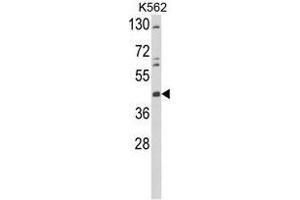 Western blot analysis of TAT Antibody (Center) in K562 cell line lysates (35µg/lane). (TAT antibody  (Middle Region))