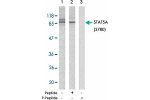 Western blot analysis of extracts from HeLa cells using STAT5A (phospho S780) polyclonal antibody . (STAT5A antibody  (pSer780))