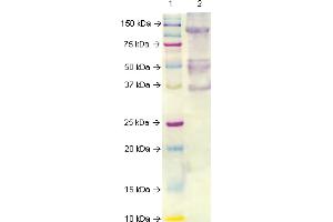 Western Blot analysis of ABIN110078 specificity. (MSTN antibody  (AA 53-66))
