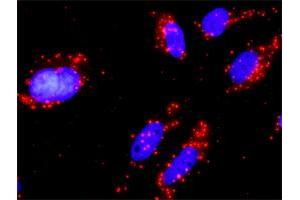 Proximity Ligation Analysis of protein-protein interactions between PIK3R1 and PIK3CB. (PIK3CB antibody  (AA 147-256))