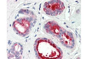 Anti-PIP / GCDFP15 antibody IHC of human breast. (PIP antibody  (AA 24-34))