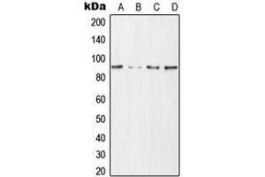 Western blot analysis of CD168 expression in HeLa (A), NIH3T3 (B), mouse brain (C), H9C2 (D) whole cell lysates. (HMMR antibody  (Center))