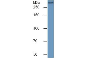 Western Blotting (WB) image for Mucin 2, Oligomeric Mucus/gel-Forming (MUC2) ELISA Kit (ABIN6730976)