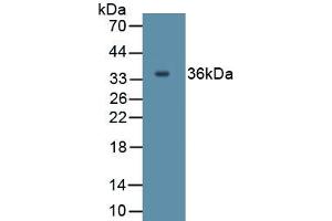 Detection of Recombinant IL27, Human using Polyclonal Antibody to Interleukin 27A (IL27A) (IL27 antibody  (AA 1-173))