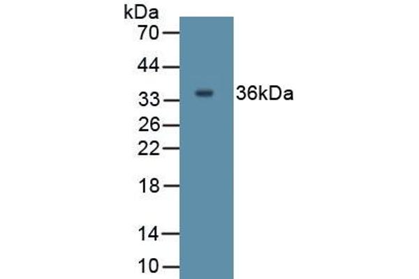 IL27 antibody  (AA 1-173)