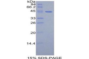 SDS-PAGE (SDS) image for Growth Hormone Releasing Hormone (GHRH) (AA 19-108) protein (His tag,GST tag) (ABIN1170591)