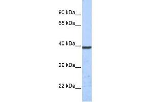KCNK1 antibody used at 1 ug/ml to detect target protein. (KCNK1 antibody  (Middle Region))