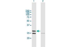 Western Blot analysis of TFAM expression in transfected 293T cell line by TFAM MaxPab polyclonal antibody. (TFAM antibody  (AA 1-246))