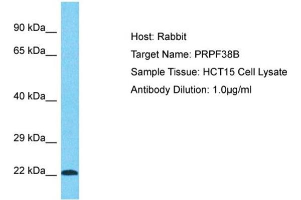 PRPF38B anticorps  (Middle Region)
