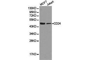 Western Blotting (WB) image for anti-CD24 Molecule (CD24) antibody (ABIN1871597)