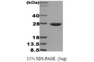 SDS-PAGE (SDS) image for Heat Shock 27kDa Protein 1 (HSPB1) protein (ABIN666689)