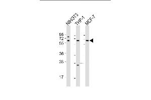 All lanes : Anti-RELA Antibody (N-term) at 1:2000 dilution Lane 1: NIH/3T3 whole cell lysate Lane 2: THP-1 whole cell lysate Lane 3: MCF-7 whole cell lysate Lysates/proteins at 20 μg per lane. (NF-kB p65 antibody  (N-Term))