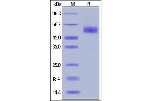 Human CD3E&CD3D Heterodimer Protein, Llama Fc&Llama Fc, low endotoxin on  under reducing (R) condition.
