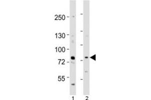 Western blot testing of Melk antibody at 1:1000 dilution. (MELK antibody  (AA 381-415))