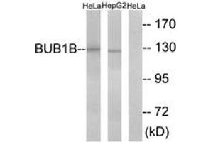 Western blot analysis of extracts from HeLa/HepG2 cells, treated with H2O2 100uM 30', using BUB1B Antibody.