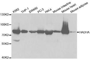 Western blot analysis of extracts of various cell lines, using HADHA antibody. (HADHA antibody  (AA 484-763))