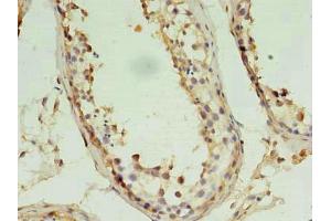 Immunohistochemistry of paraffin-embedded human testis tissue using ABIN7162851 at dilution of 1:100 (PIN1 antibody  (AA 1-163))