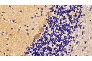 Detection of BMP2 in Rat Cerebellum Tissue using Polyclonal Antibody to Bone Morphogenetic Protein 2 (BMP2) (BMP2 antibody  (AA 49-243))