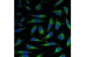 Immunofluorescent analysis of COX4-1 staining in Hela cells. (COX IV antibody)