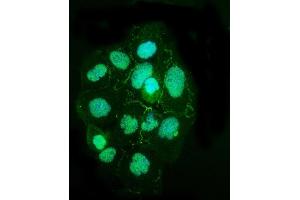 IF analysis of TJP2/ZO2 using anti-TJP2/ZO2 antibody (ABIN7602800). (TJP2 antibody  (C-Term))