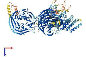 AlphaFold protein structure predicition of Human Recombinant WDR11 Protein, UniprotID Q9BZH6 (WDR11 Protein (AA 1-1224) (His tag))