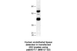 Image no. 1 for anti-Lipase, Endothelial (LIPG) (N-Term) antibody (ABIN363426) (LIPG antibody  (N-Term))