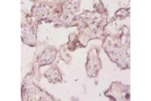 Immunohistochemistry of paraffin-embedded human placenta tissue using ABIN7156821 at dilution of 1:20 (IL-18 antibody  (AA 1-193))