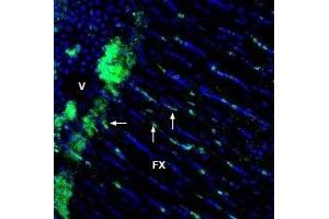 Expression of GPR65 in rat fornix - Immunohistochemical staining of immersion-fixed, free floating rat frozen brain sections using Anti-GPR65 (TDAG8) (extracellular) Antibody (ABIN7043167, ABIN7044427 and ABIN7044428), (1:1200), followed by goat-anti-rabbit-AlexaFluor-488. (GPR65 antibody  (1st Extracellular Loop))