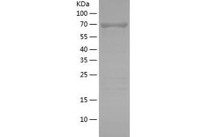 ERK2 Protein (AA 1-360) (His-IF2DI Tag)