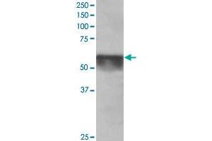 KPNA4 polyclonal antibody  staining (0. (KPNA4 antibody  (C-Term))