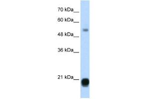 CBX3 antibody (20R-1095) used at 0. (CBX3 antibody  (Middle Region))