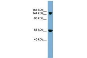 Image no. 1 for anti-Electrogenic Sodium Bicarbonate Cotransporter 4 (NBC4) (AA 899-948) antibody (ABIN6743226) (NBC4 antibody  (AA 899-948))