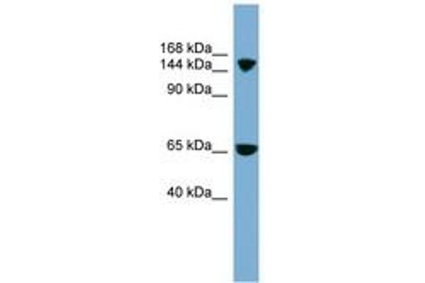 NBC4 antibody  (AA 899-948)