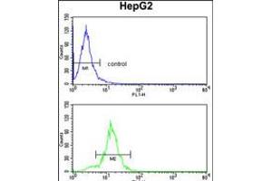 Flow cytometry analysis of HepG2 cells (bottom histogram) compared to a negative control cell (top histogram). (SLC38A3 antibody  (AA 442-468))