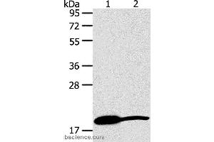 Western blot analysis of Mouse heart and liver tissue, using GDF2 Polyclonal Antibody at dilution of 1:200 (GDF2 antibody)